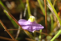 Utricularia ameliae
