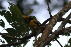 Oriolus brachyrynchus