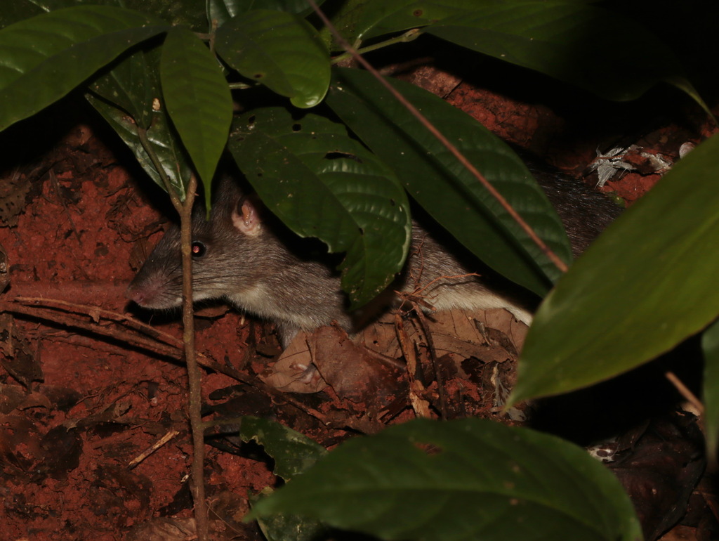 Bower's White-toothed Rat