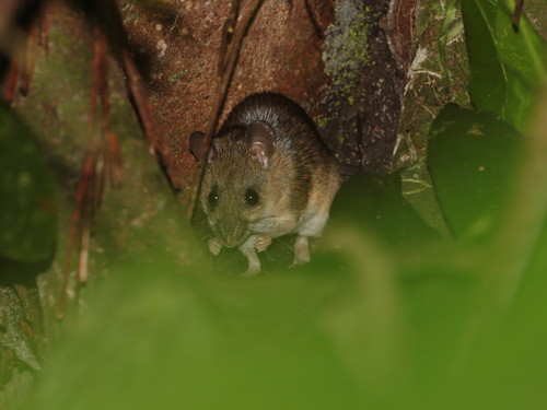 Malaysian Field Rat