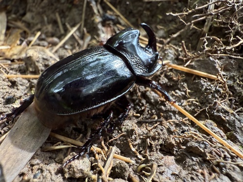Trichogomphus mongol