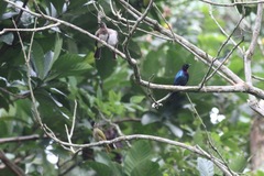 Hylopsar purpureiceps