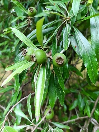 Pyrus salicifolia, photograph 6
