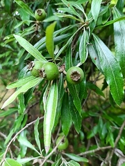 Pyrus salicifolia, photograph (c) Nigel Bentley, some rights reserved (CC BY)