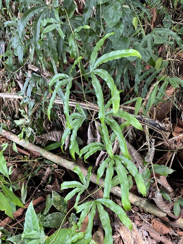 Lygodium circinnatum, photograph 6