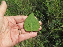 Eupatorium cordigerum