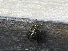 Carrhotus sannio