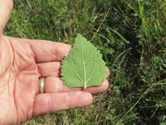 Eupatorium cordigerum