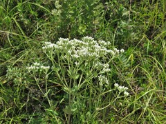 Eupatorium cordigerum