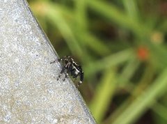 Carrhotus sannio