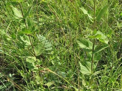 Eupatorium cordigerum