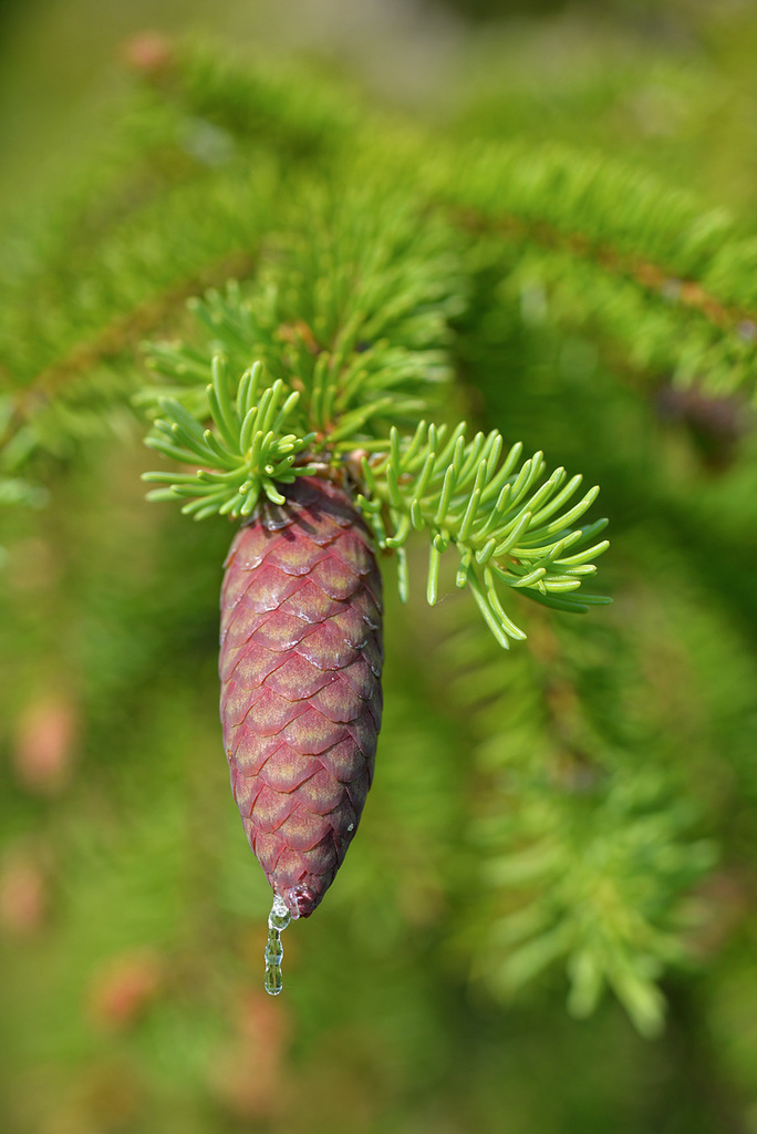 finnish spruce