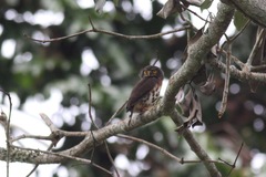Glaucidium tephronotum