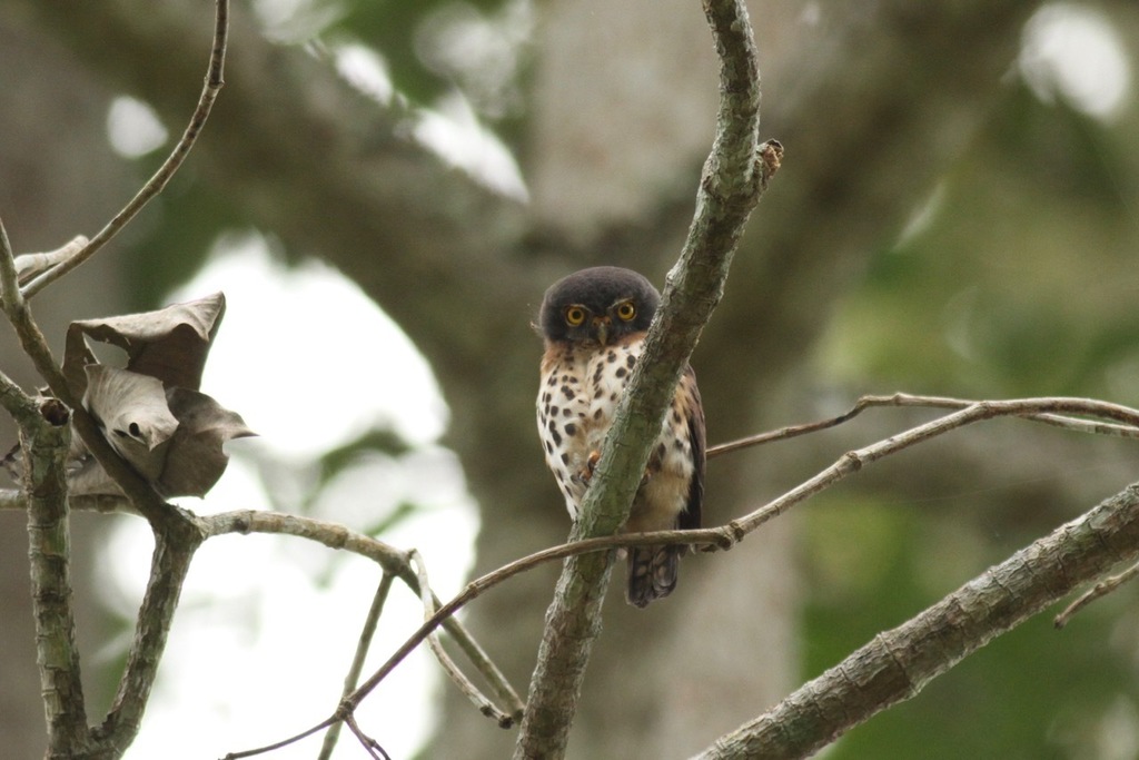 Red-chested Owlet photo