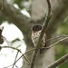 Red-chested Owlet - Photo (c) Mathias D'haen, some rights reserved (CC BY-NC), uploaded by Mathias D'haen
