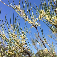 Hakea microcarpa