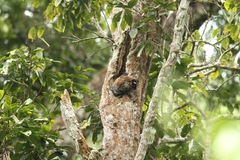 Anomalurus derbianus