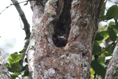 Anomalurus derbianus