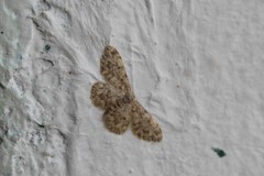 Idaea contiguaria