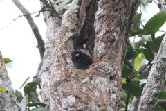 Anomalurus derbianus