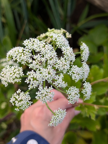 Ligusticum scothicum, photograph 5