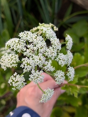 Francisca Wu, CC BY, iNaturalist via GBIF Ligusticum scothicum, photograph Francisca Wu, CC BY, iNaturalist via GBIF