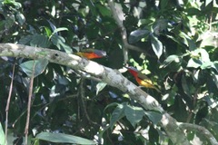 Malaconotus cruentus
