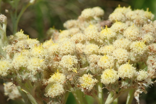 Image of Helichrysum pallidum by no rights reserved