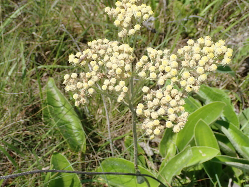 Image of Helichrysum pallidum by no rights reserved