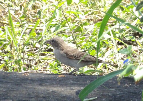 Yellow-spotted Bush Sparrow (Gymnoris pyrgita), photo 10