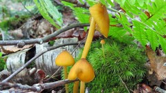 Entoloma luteum