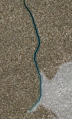 Phyllodocidae