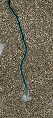 Phyllodocidae