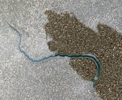 Phyllodocidae