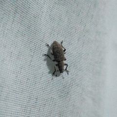 Tanymecini