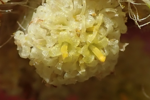 Image of Helichrysum pallidum by no rights reserved