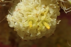 Helichrysum pallidum