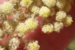 Helichrysum pallidum
