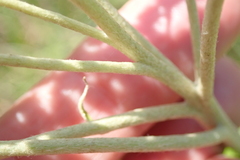Helichrysum pallidum