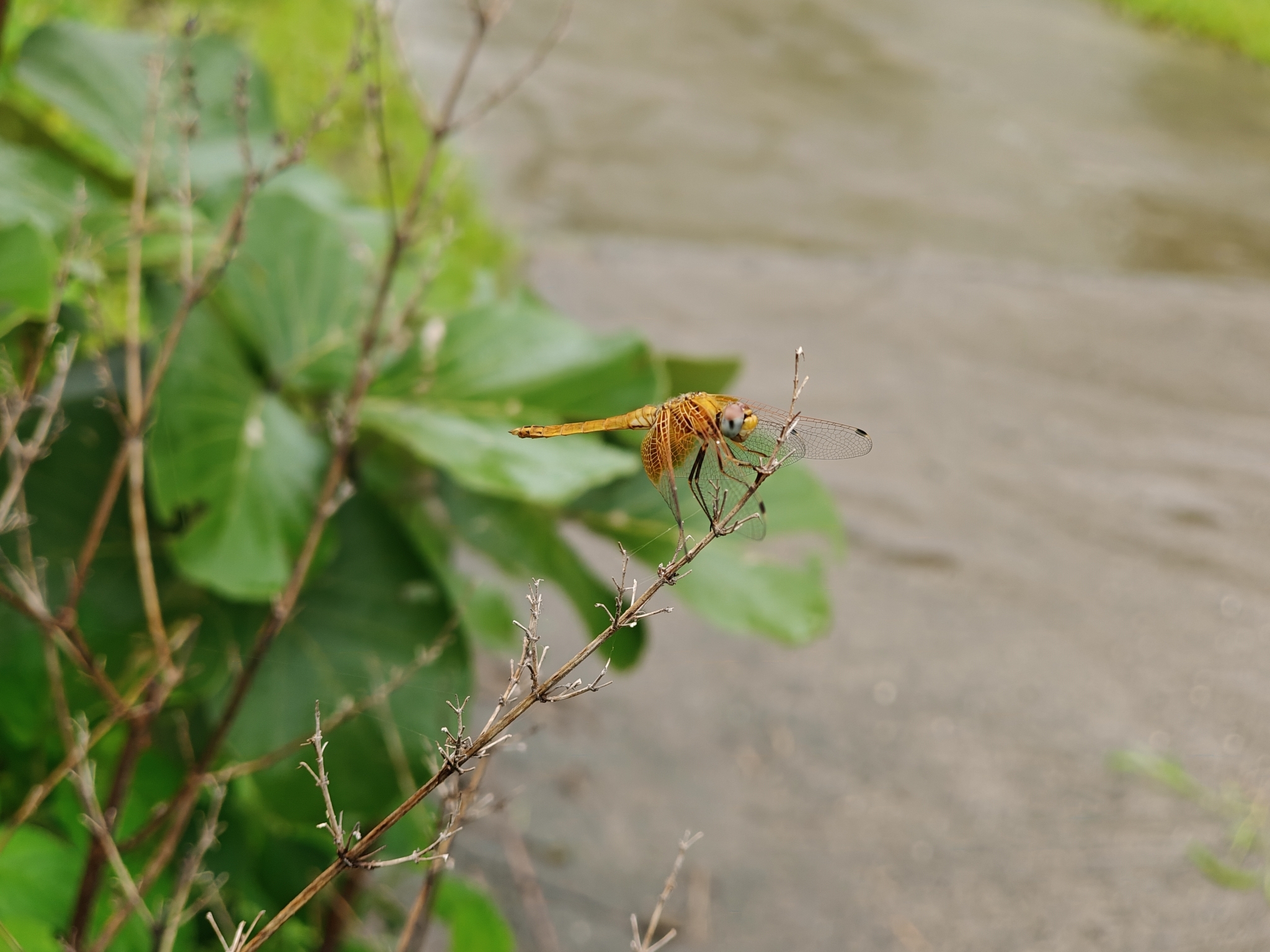Crimson Marsh Glider