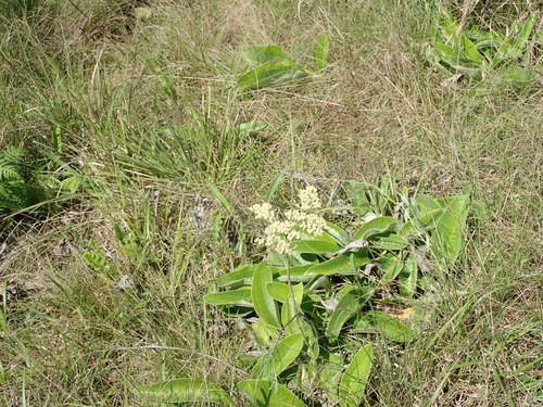 Image of Helichrysum pallidum by no rights reserved