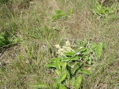 Helichrysum pallidum