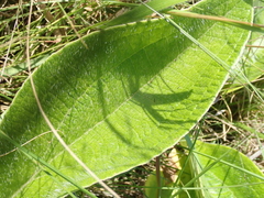 Helichrysum pallidum