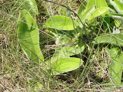 Helichrysum pallidum