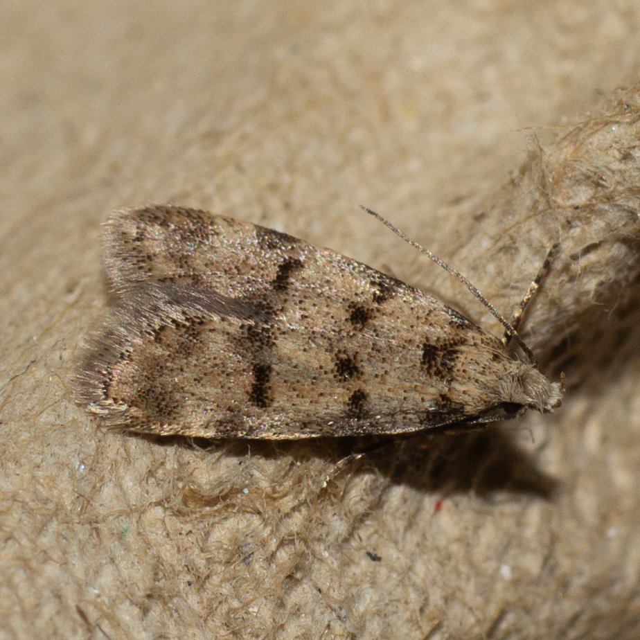 Symmoca nigromaculella