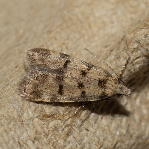Symmoca nigromaculella