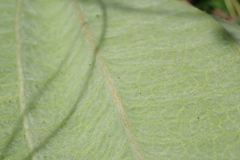 Helichrysum pallidum