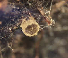 Ascobolus crenulatus