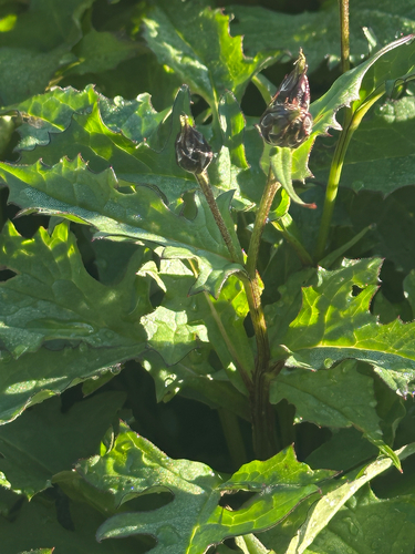 Saussurea triptera iNat (3)