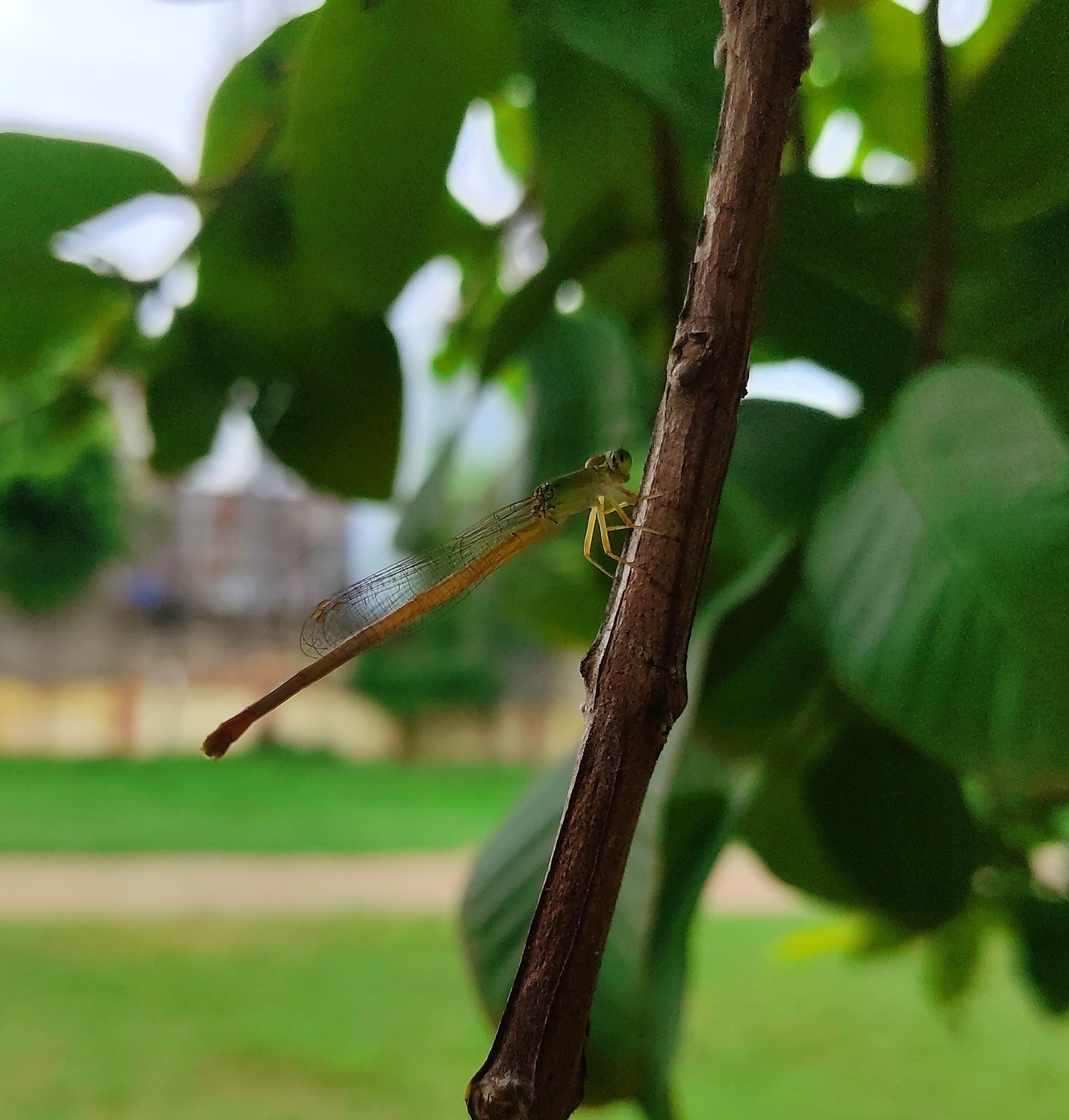Coromandel Marsh Dart